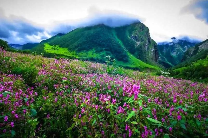 Yumthang Valley