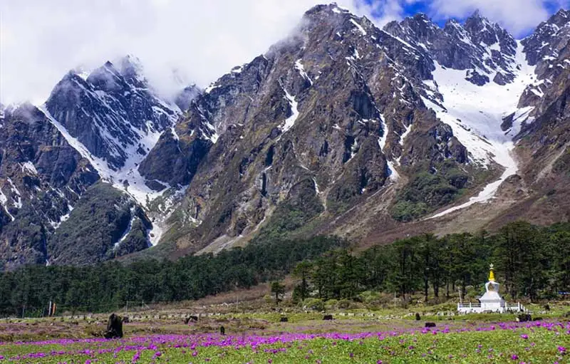 Yumthang Valley flower bloom
