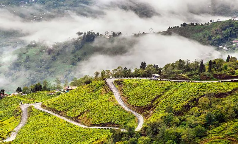 Darjeeling tea estate